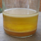 Kombucha Scoby (Tibetan)